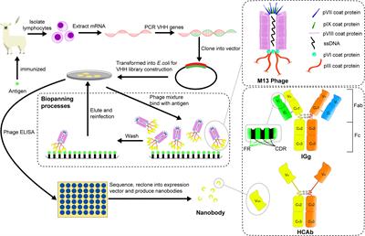 Applications of <mark class="highlighted">nanobodies</mark> in brain diseases
